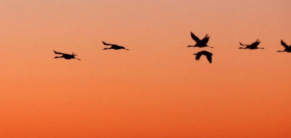 4 curiositats sobre les aus migratòries
