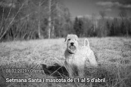 casa colònies amb gos setmana santa casa colònies amb gos setmana santa