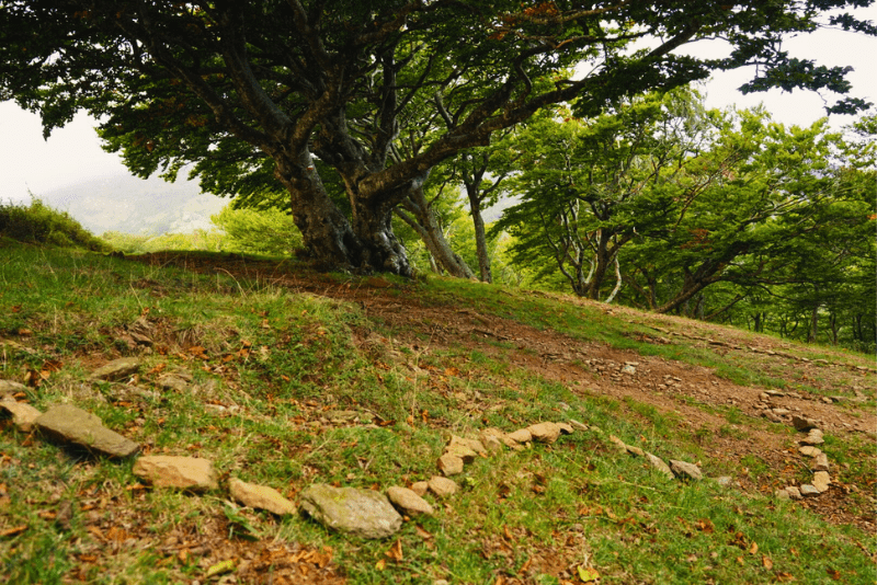 Hayedo de la Albera excursiones Núria Gassó Fundesplai