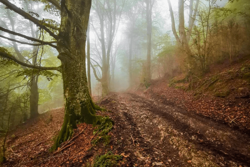 Hayedo del Barretó o Bonbac excursiones Wikiloc Fundesplai