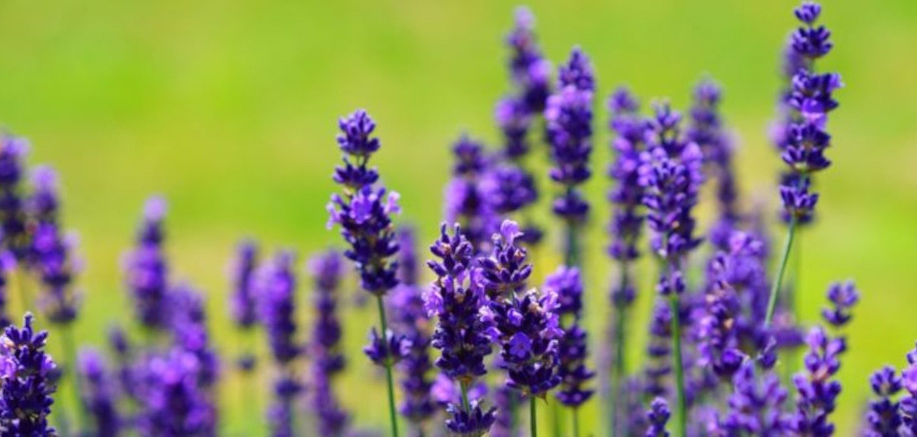 20 plantes medicinals de primavera