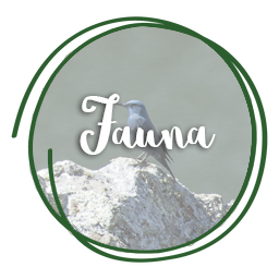 Fauna