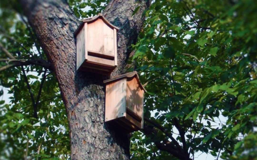 Cómo hacer nido murciélagos - de colònies Fundesplai