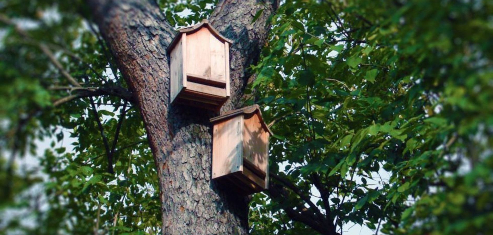 Infrarrojo Entender Ceder Cómo hacer cajas nido para murciélagos - Cases de colònies - Fundesplai