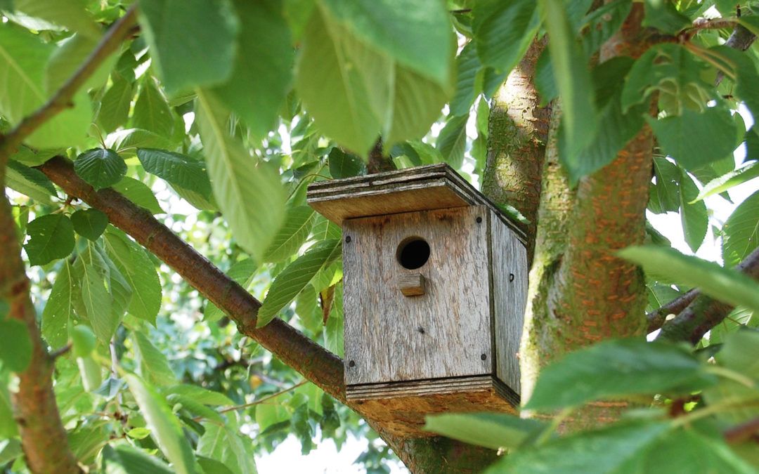 Cómo hacer cajas nido para pájaros
