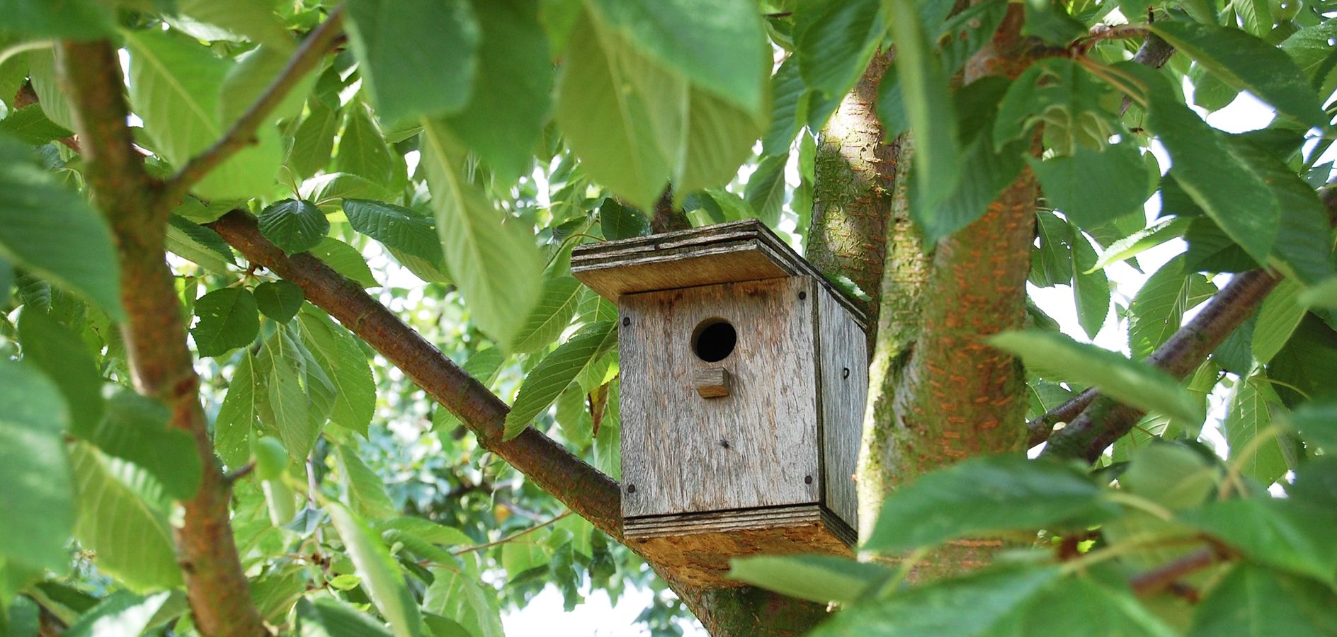 Cómo hacer cajas nido para pájaros - - Fundesplai