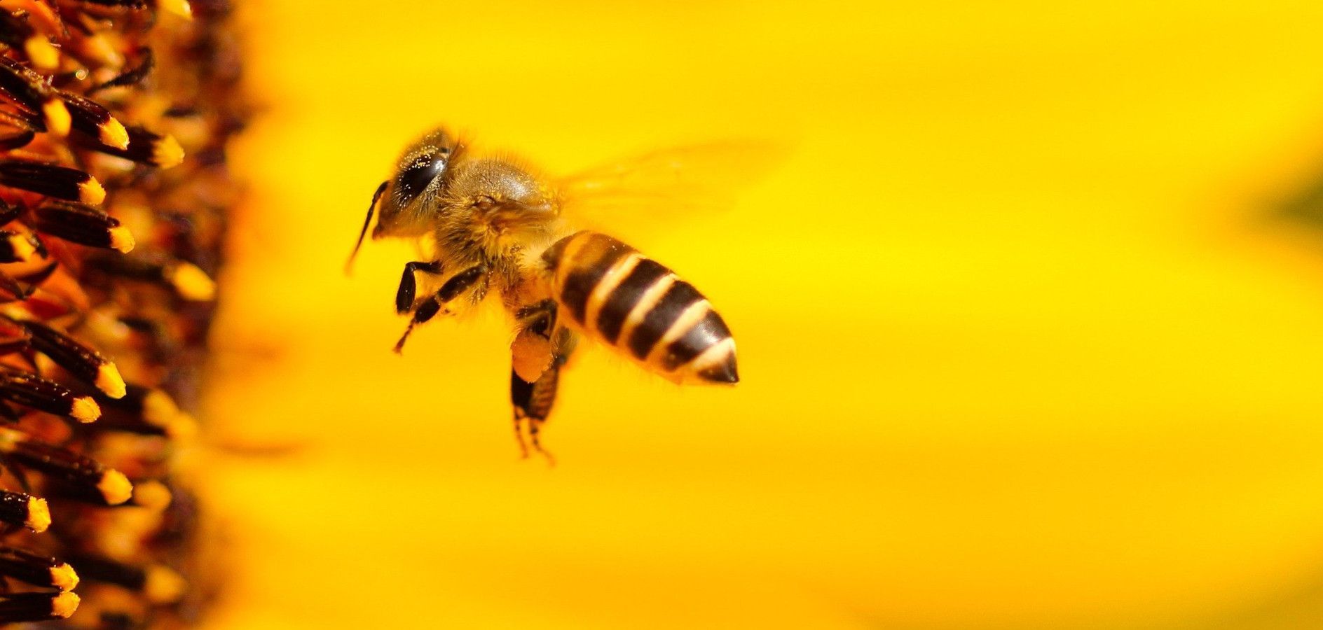 9 idees per conèixer i ajudar a les abelles