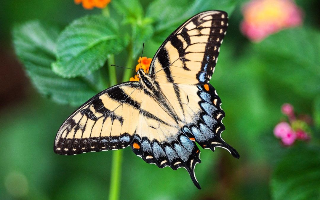 11 mariposas sorprendentes de Cataluña