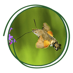 macroglossum_stellatarum_bufaforats papallona