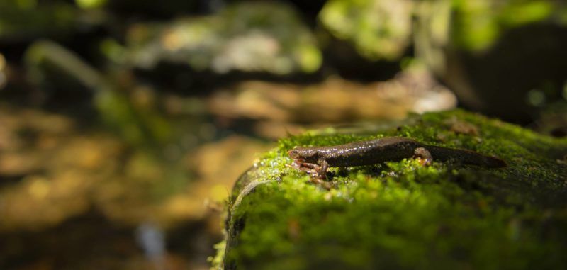 Tritón del Montseny portada Fundesplai - Fotografía de Iñaki Relanzón