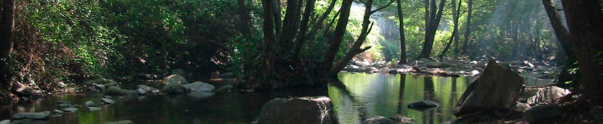Bosque del Montseny
