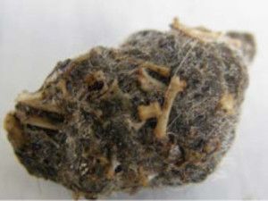 Egagropila mussol Fundesplai