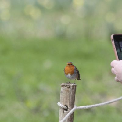 7 Apps para identificar aves