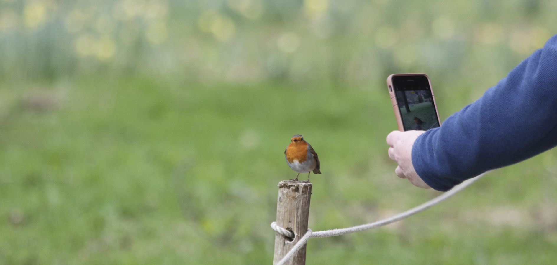 7 Apps per identificar ocells