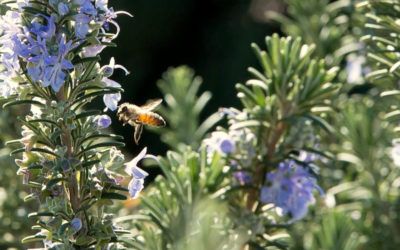 23 plantes per afavorir les abelles