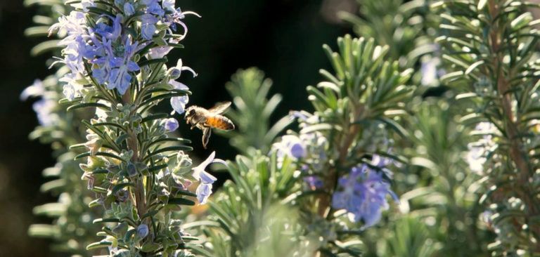 23 plantes per afavorir les abelles