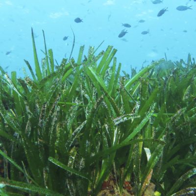 ¿Qué es la Posidonia oceánica y por qué es importante?
