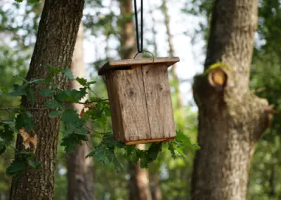 caixa niu entre arbres