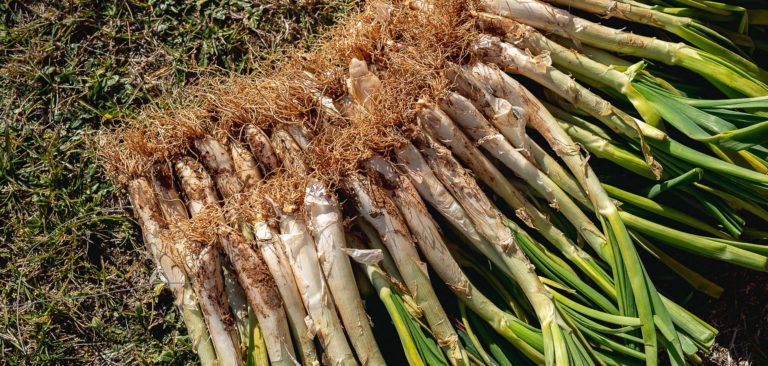 És temporada de calçots: 5 receptes per llepar-se’n els dits!