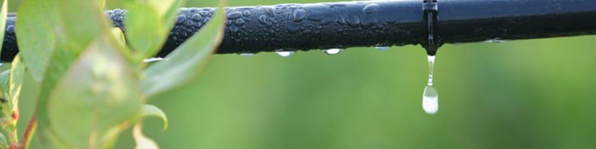 Sistema de reg goteig - estalvi aigua