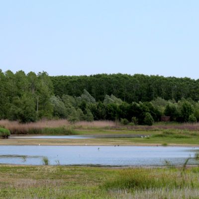 Fauna y flora del estanque de Sils