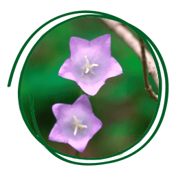 Campanula