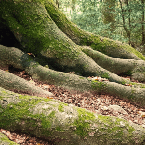 Apropa’t a la Fageda de la Grevolosa