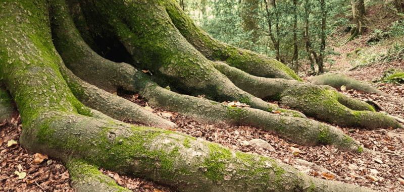 Arrels arbres Fageda de La Grevolosa Fundesplai