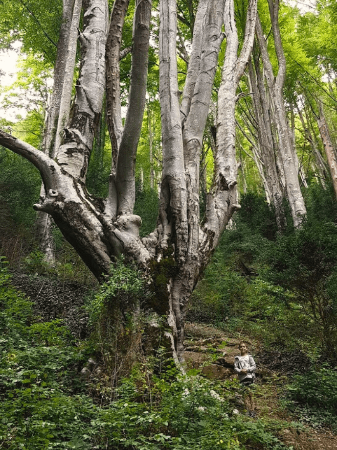 Àguila reial del Bosc Encantat de Gurb