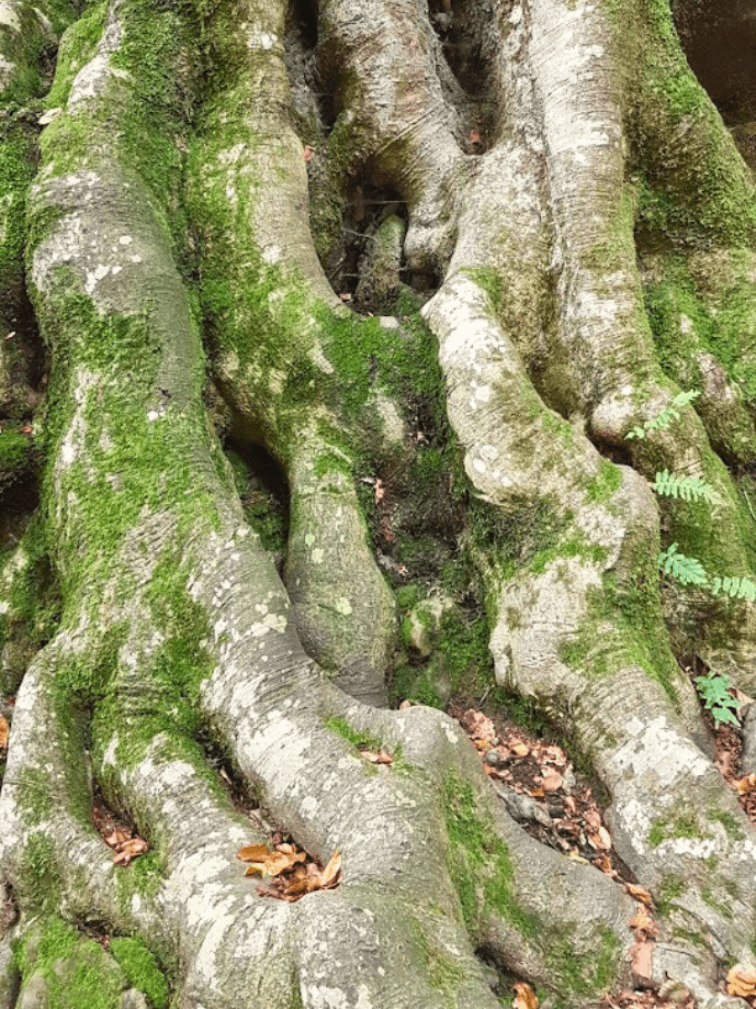 Nena fent un petó a una figura de fusta del Bosc Encantat de Gurb