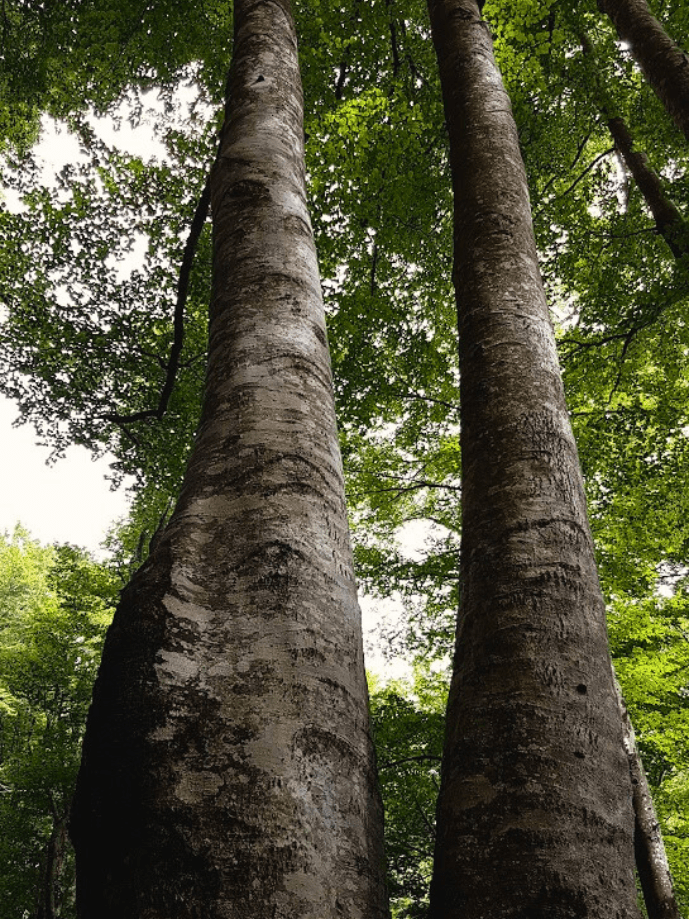 Àguila reial del Bosc Encantat de Gurb