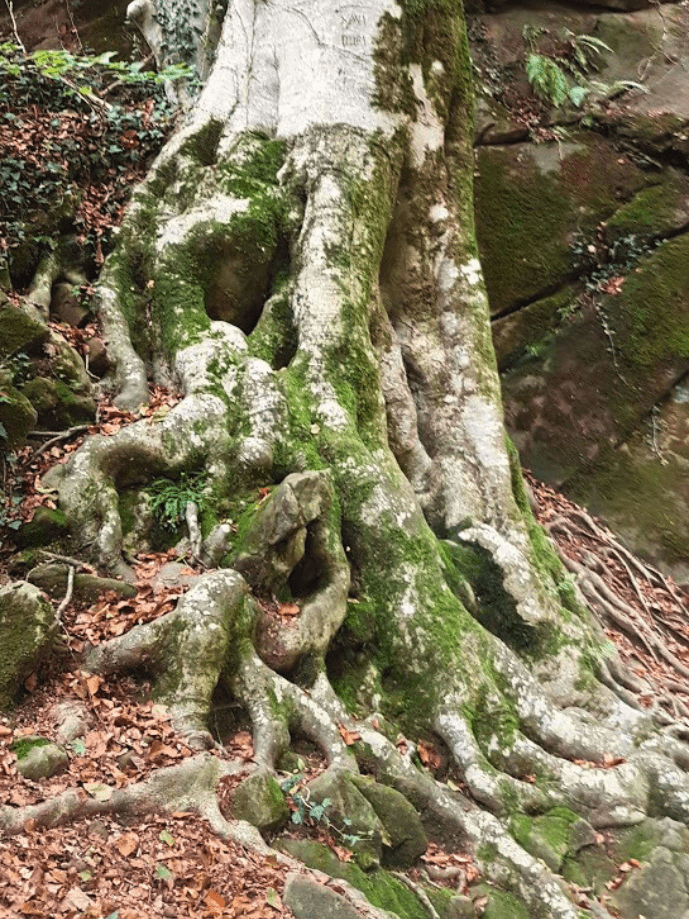 Nena fent un petó a una figura de fusta del Bosc Encantat de Gurb