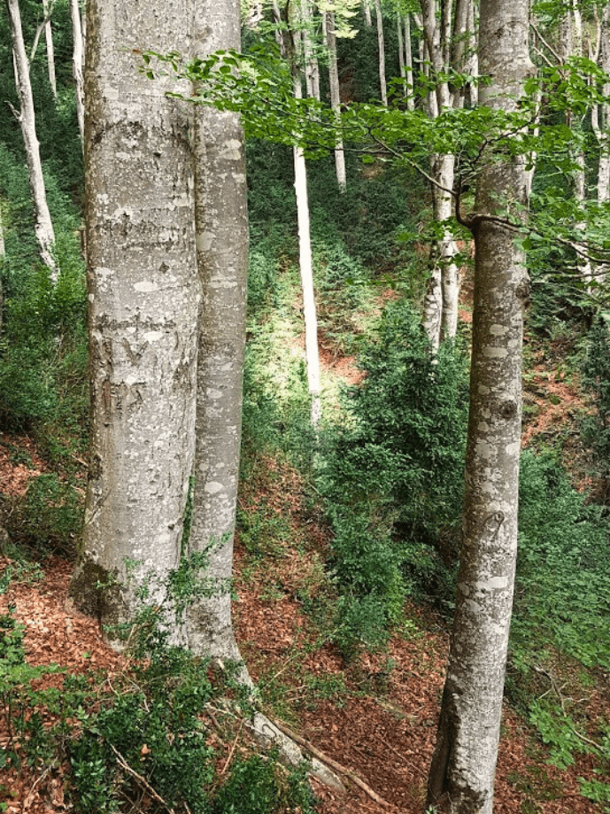 Fageda de la Grevolosa Fundesplai (8)