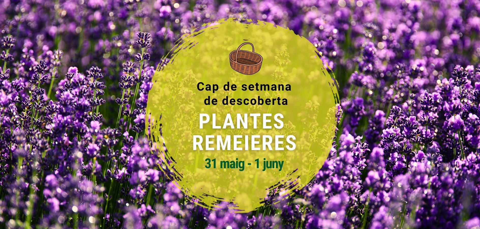 Vine a conèixer les plantes remeieres!