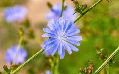 Participa a la Biomarató de Flora al Solsonès!