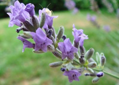 Planta lavanda