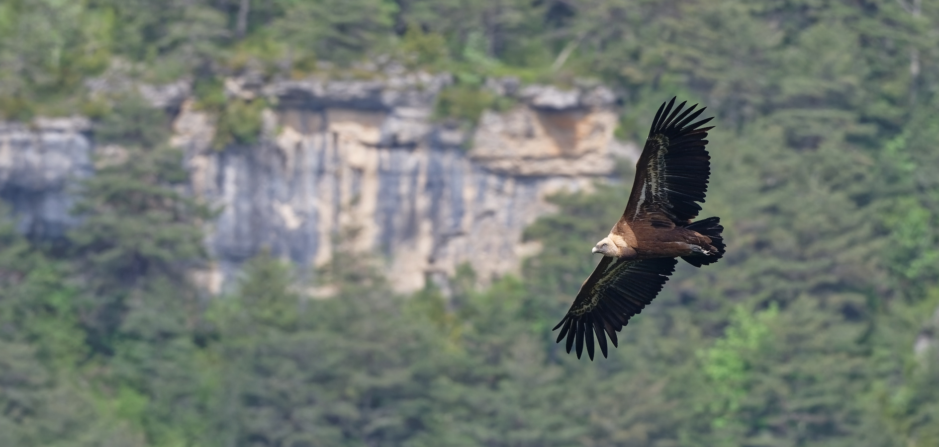 10 llocs per observar rapinyaires a Catalunya
