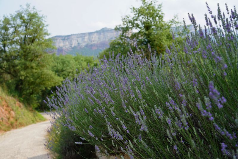 Lavanda camino Sau Fundesplai