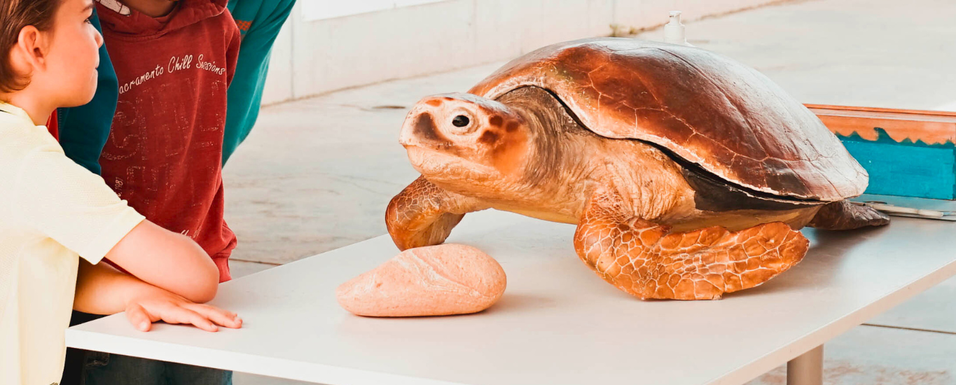 Tortuga CRAM Fundesplai