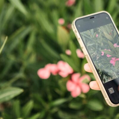 11 apps para identificar plantas