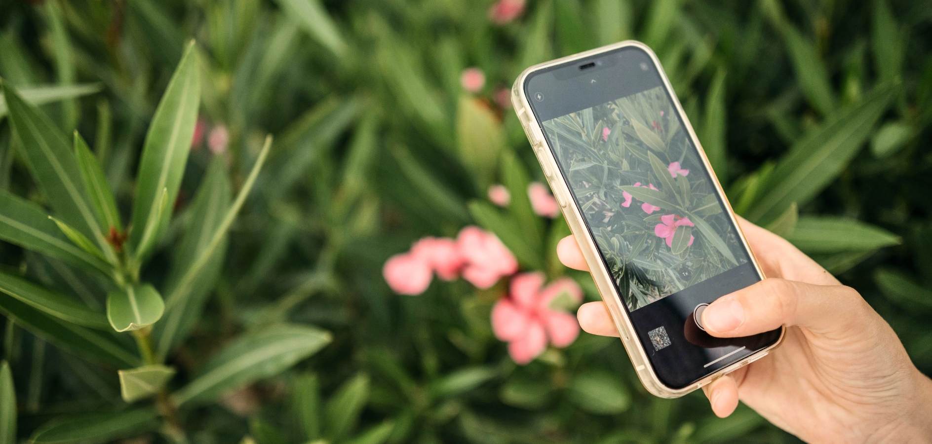 11 apps per identificar plantes