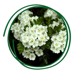 Crataegus azarolus