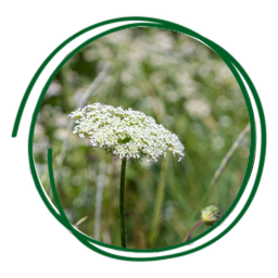 Poaceae