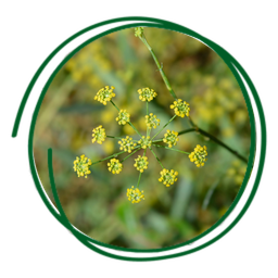 Poaceae