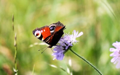 20 plantes de jardí o terrassa per atreure papallones