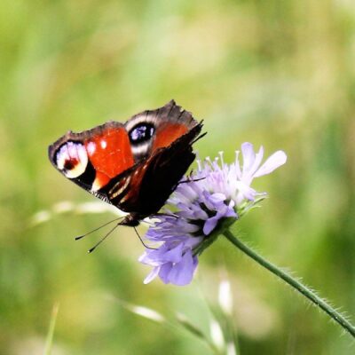 20 plantes de jardí o terrassa per atreure papallones