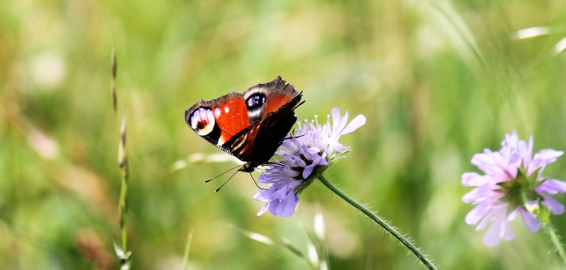 20 plantes de jardí o terrassa per atreure papallones