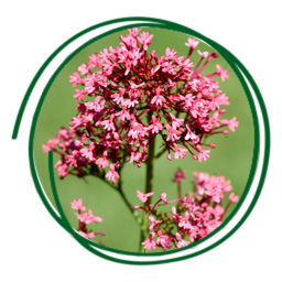 Valeriana