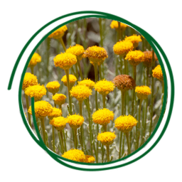 Valeriana